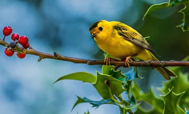 巴西队和哥伦比亚几比几