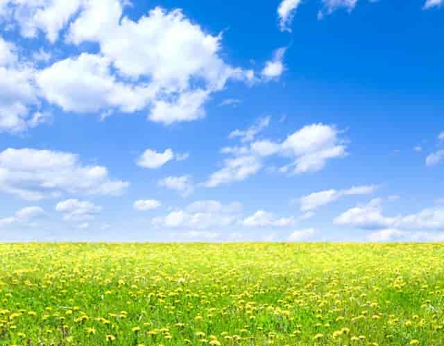 袖虎病狗攻略：遛狗的六大误区，看看你占了几条？