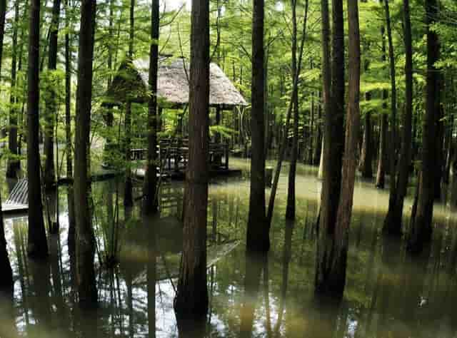 免疫程序疫苗第一剂