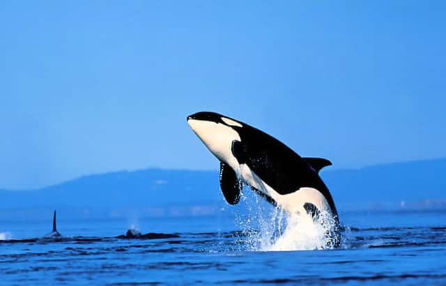 最新的草书对联