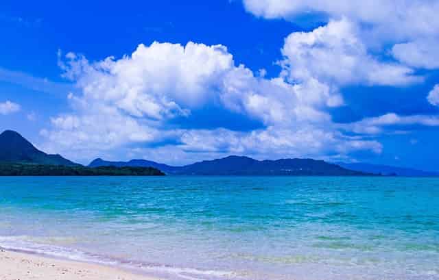 袖虎病猫攻略：猫脂肪肝的二三事