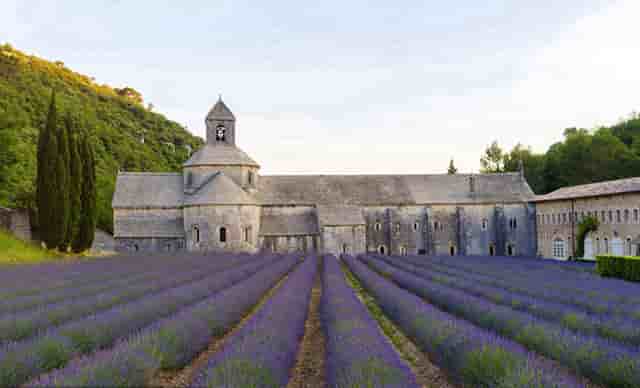 袖虎养宠秘笈：宠物喂养的十大误区