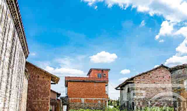 袖虎病猫攻略：猫咪体内寄生虫，养猫的你必须认得