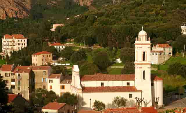 袖虎病猫攻略：怎么知道猫有没有怀孕