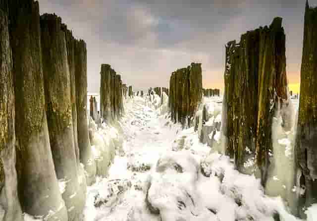 “鄂尔多斯红葱”正逐步走向产业化