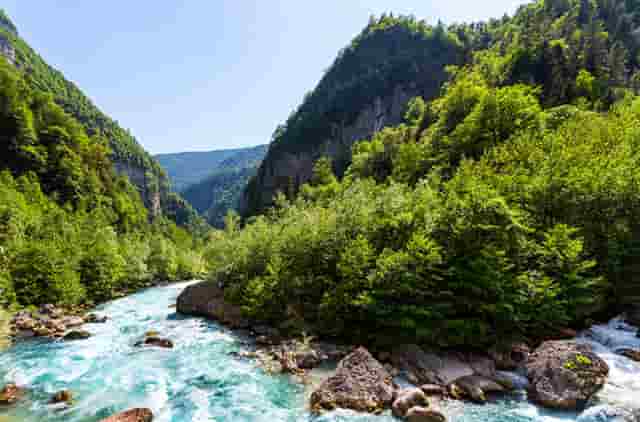 袖虎病狗攻略：犬瘟热是怎么回事