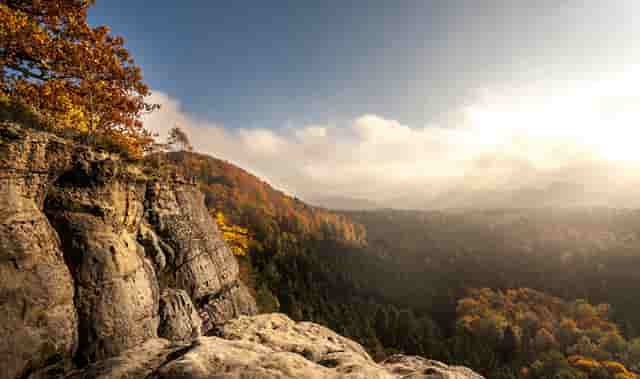 袖虎病猫攻略：猫咪的健康饮食推荐