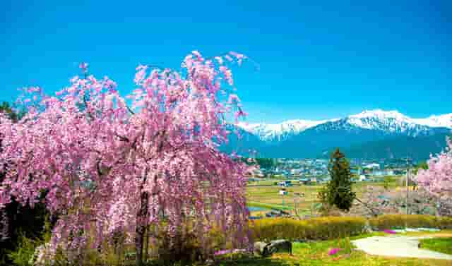 袖虎宠物解答：食品添加剂于猫咪而言都是垃圾吗？