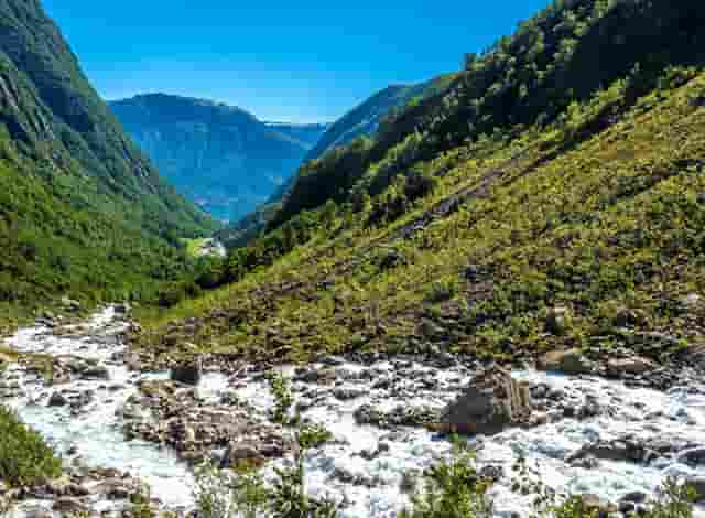 袖虎宠物揭秘骗子宠物商常见招数